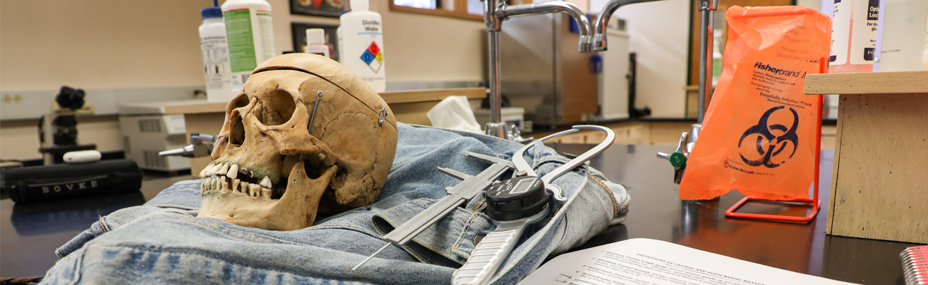 A skull placed next to measuring tools