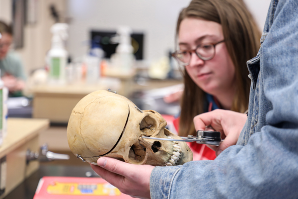 Student taking measurements of a human skull