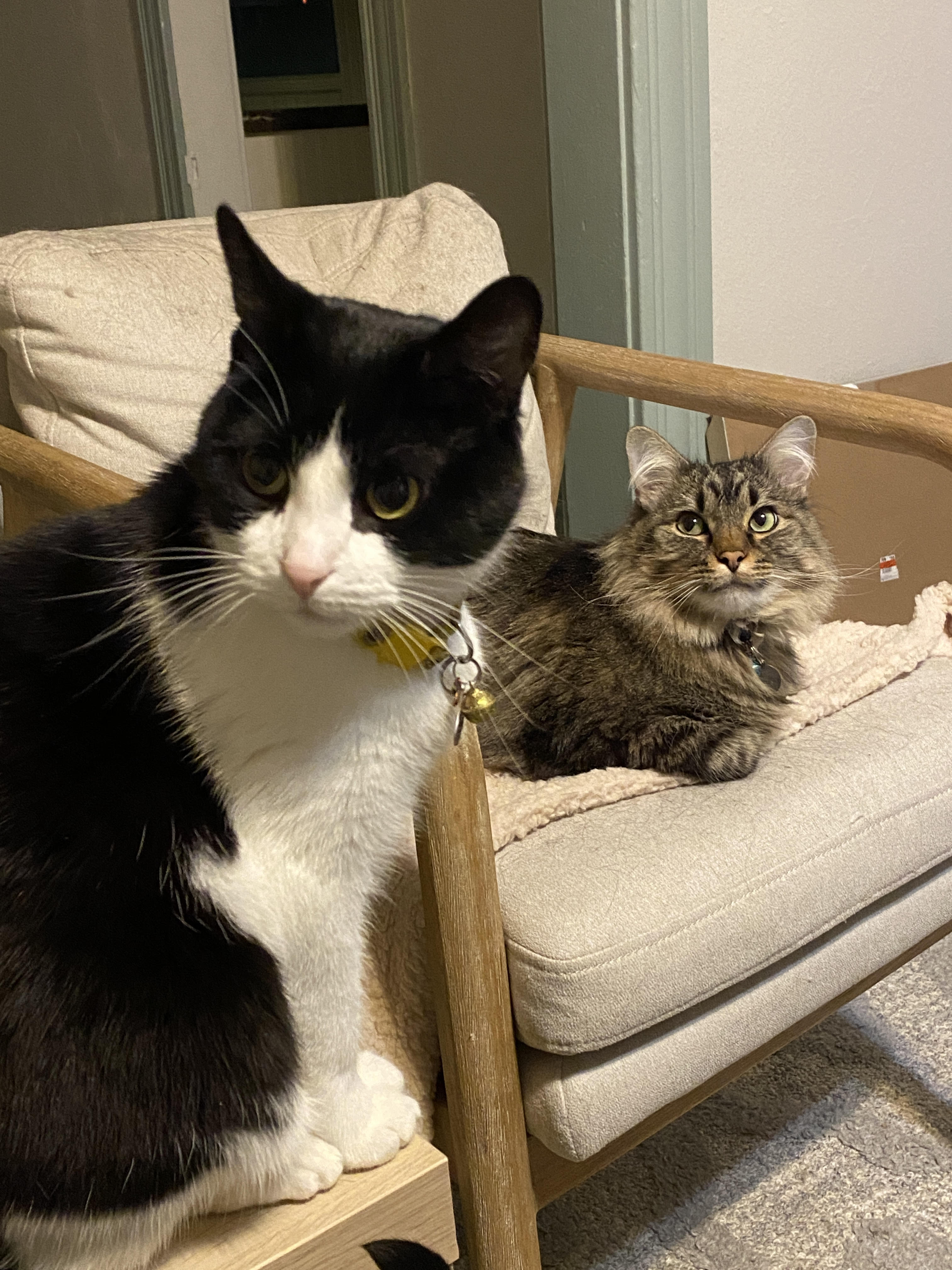 A black and white cat sits next to a part Maine Coon cat on an armchair