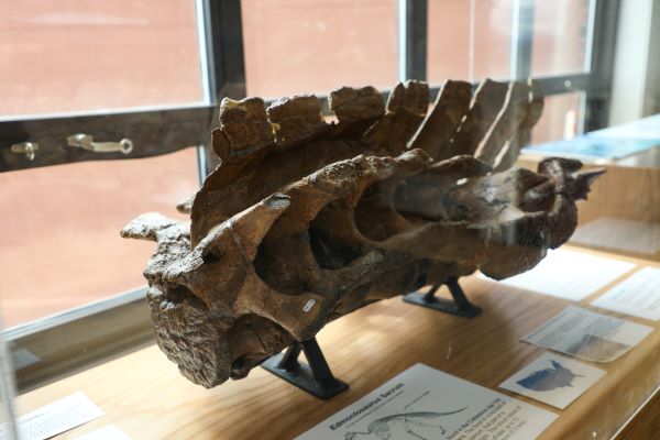 Mineral Museum fossilized specimen