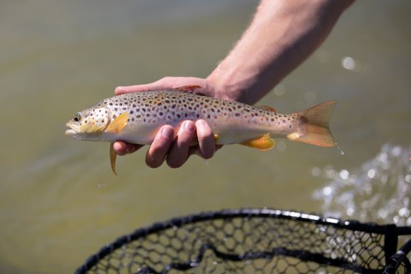 A student holds a trout