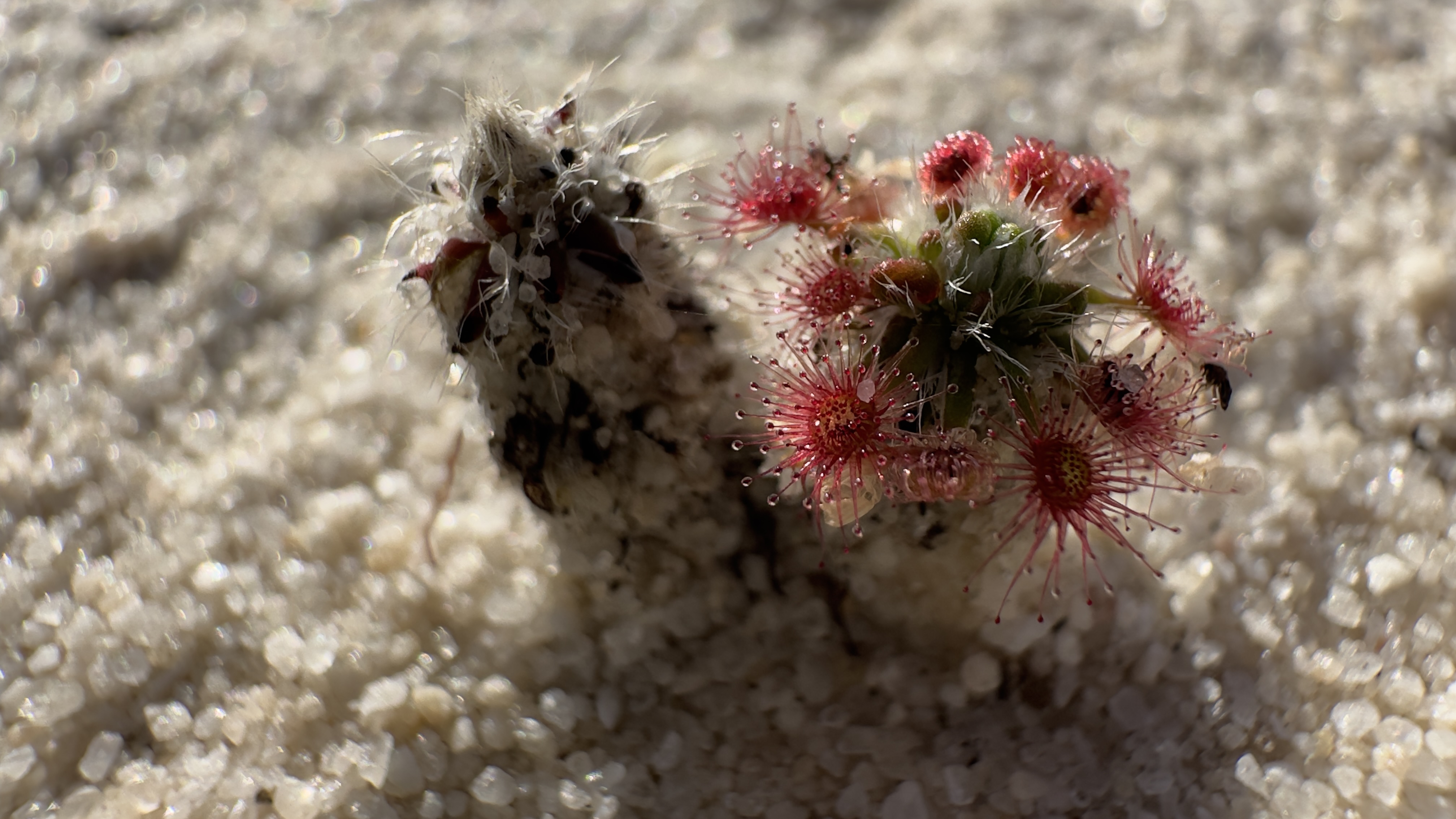 A plant in Australia by Dr. Robert Pal