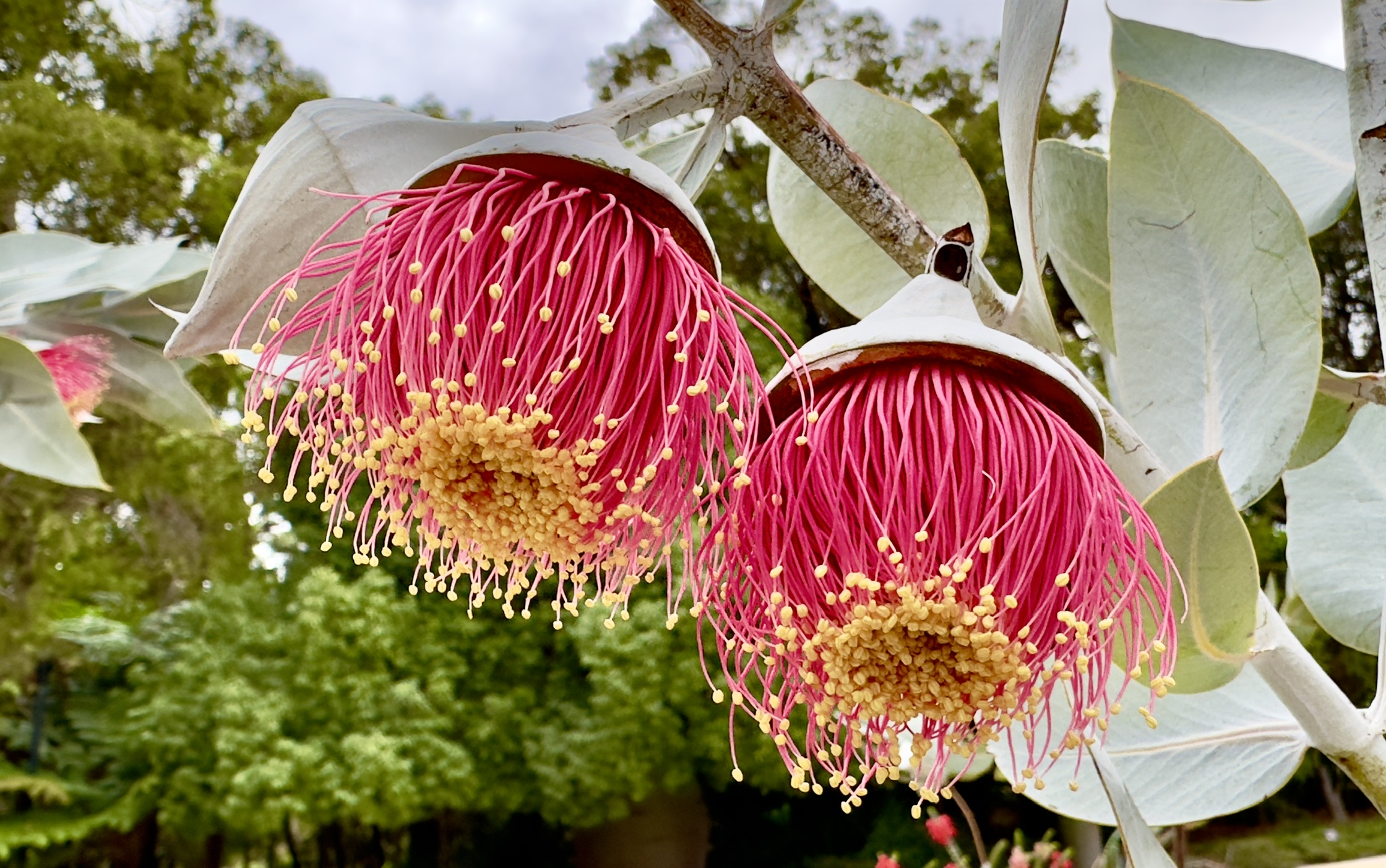 A plant in Australia by Dr. Robert Pal