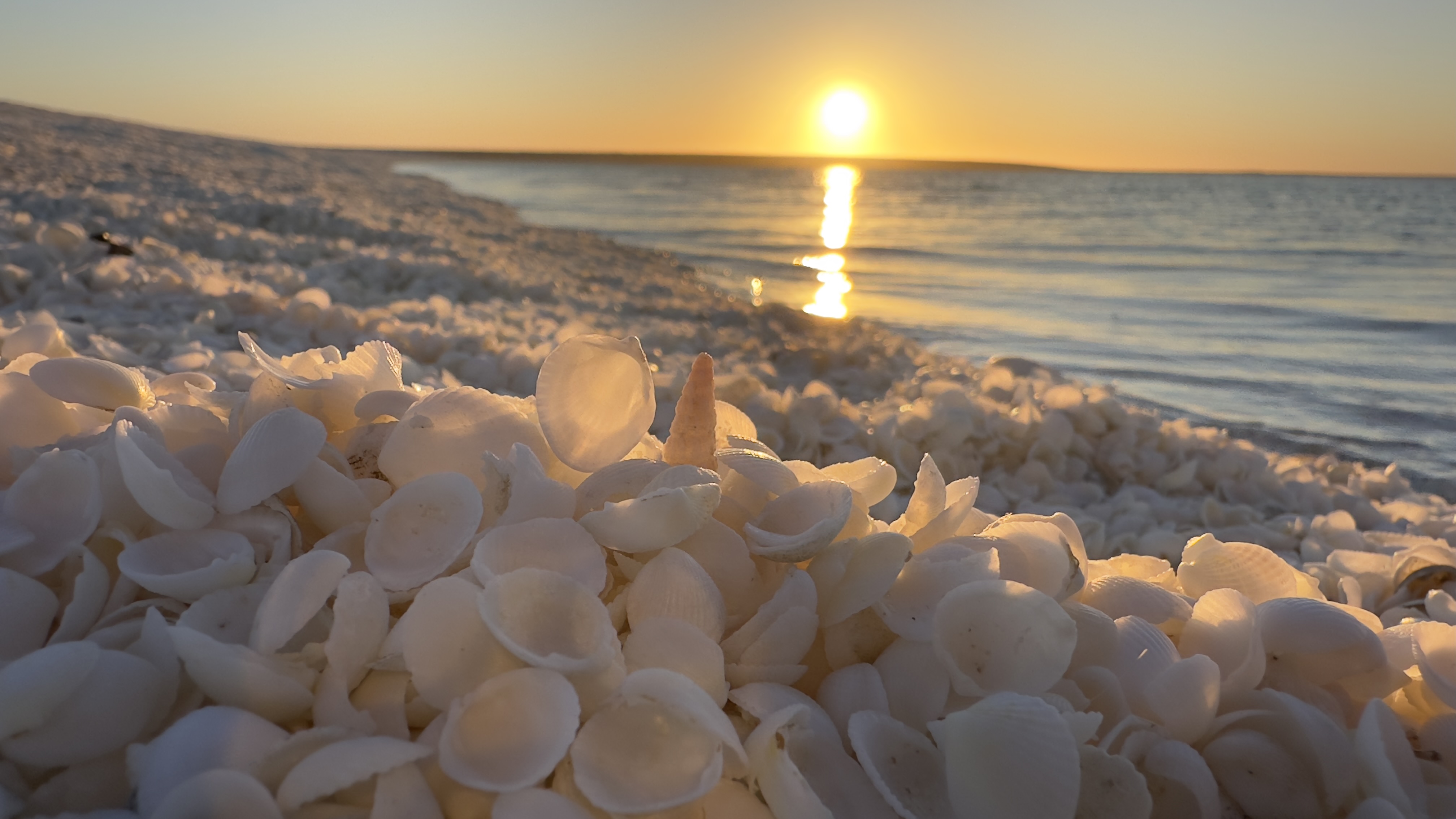 Dr. Robert Pal photo of seashells on a beach