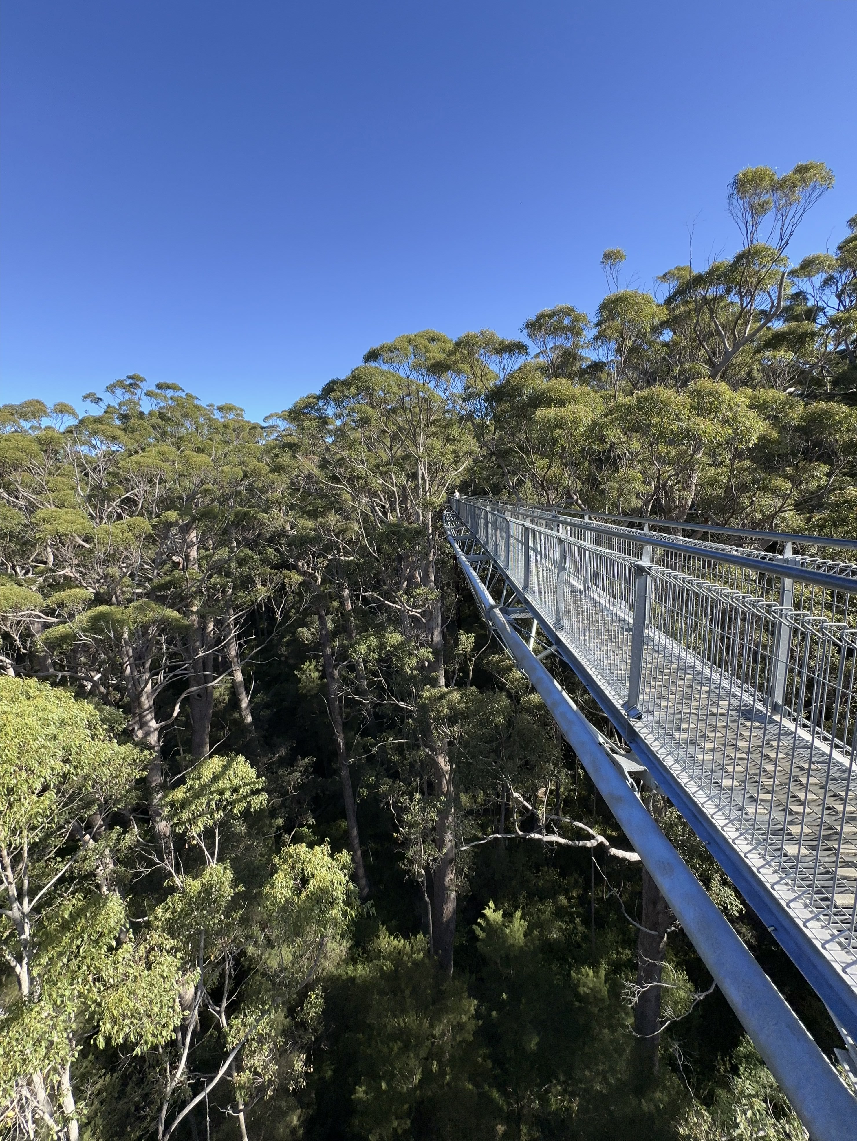 A canopy walk by Dr. Robert Pal