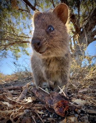 A photo of a quokka by Robert Pal