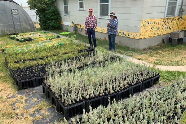 Native Plant Program