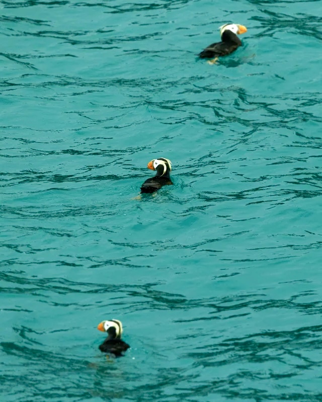 Tufted Puffins in the bay