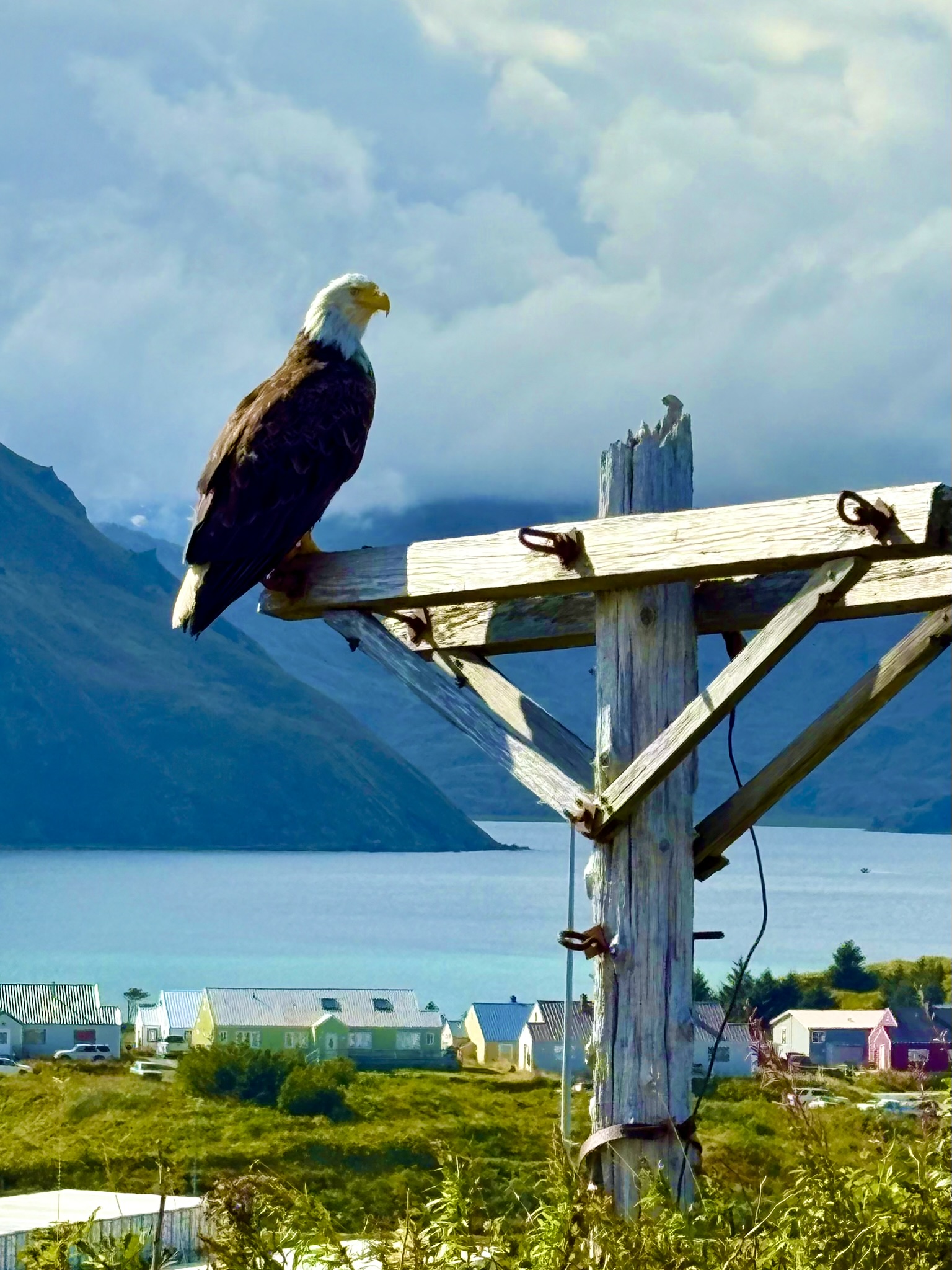 Bald eagle overlooking Dutch Harbor’s northern bay