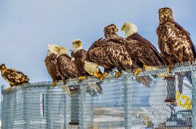 Bald eagles on a fence at Dutch Harbor: