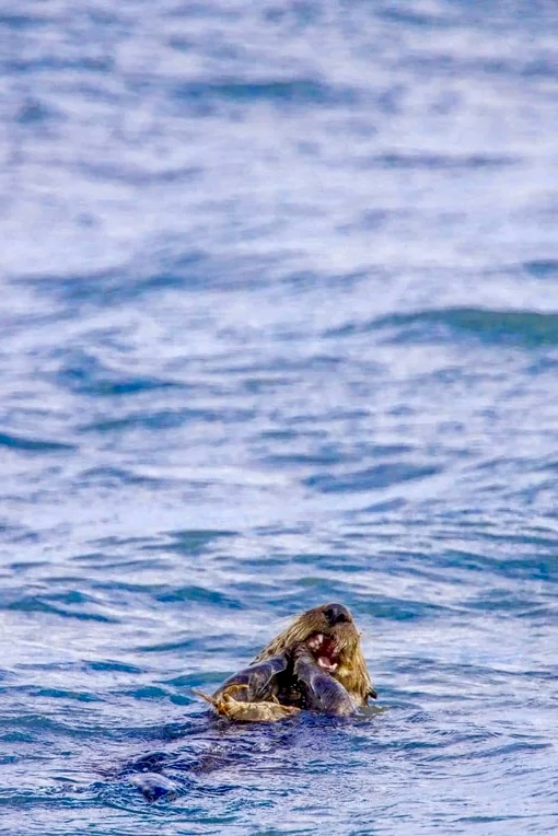 Sea Otter enjoying some crab dinner: