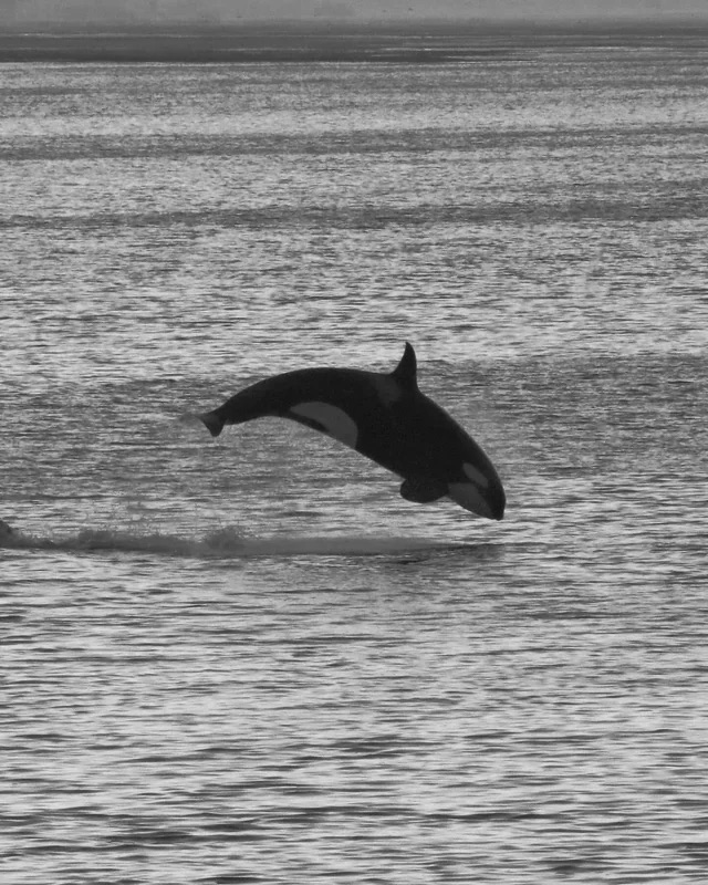 Orca not far from the coast