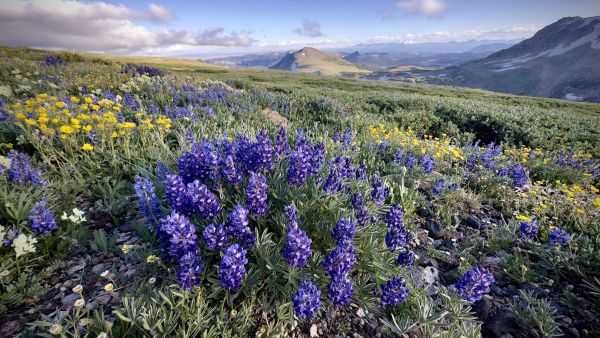 Montana wildflowers