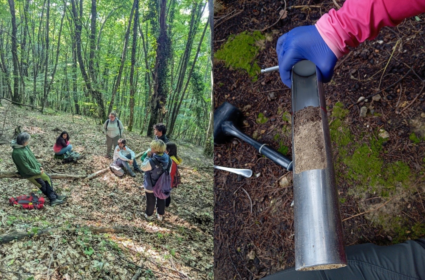 Rivera-Anazco working on research in and Italian beech forest.