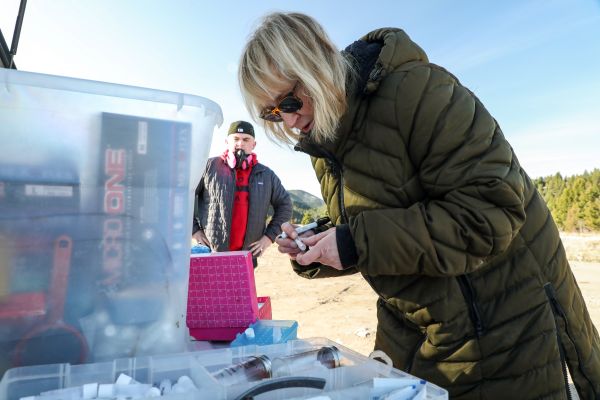 Dr. Amy Kuenzi collects a blood sample from a mouse. 