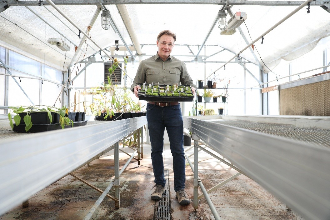 Dr. Robert Pal works with native plants in the Montana Tech greenhouse.