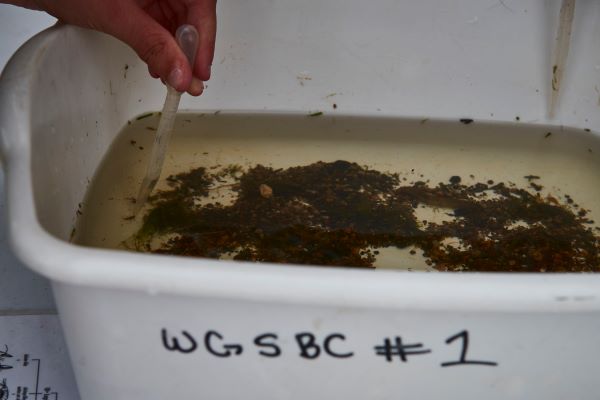 A field season sample