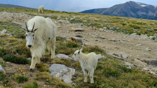 Mountain goats on the trail