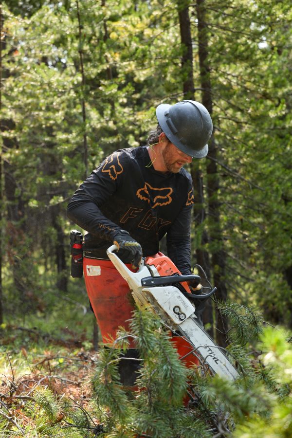 Daniel Kelly uses a chainsaw to cut down a tree